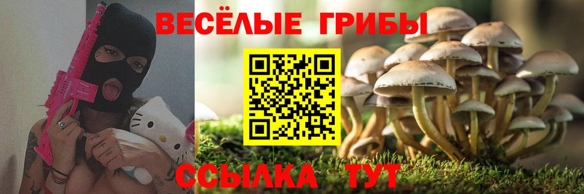Галлюциногенные грибы Psilocybe Новокуйбышевск